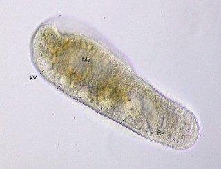 Nassulopsis_elegans-3.jpg