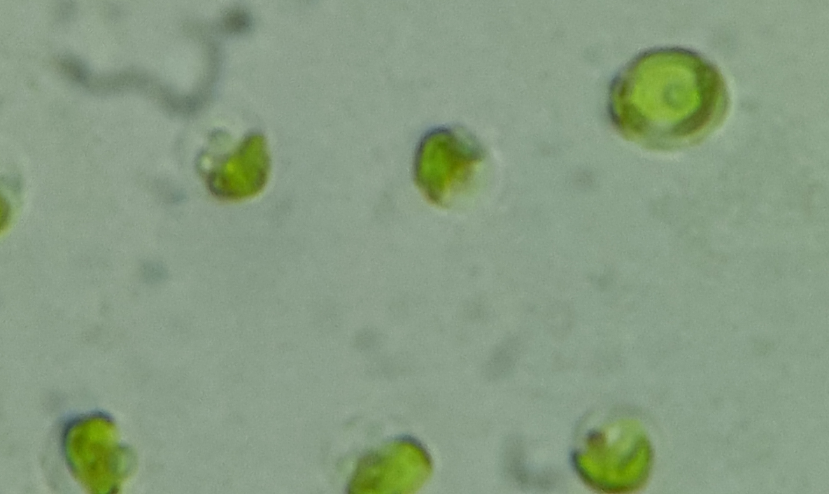 Volvox_Oil_Zoom4.jpg