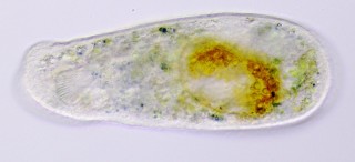 Nassulopsis_elegans.jpg