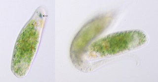 Nassulopsis_elegans-2.jpg