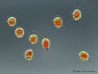 Haematococcus_p_DIC_1.jpg