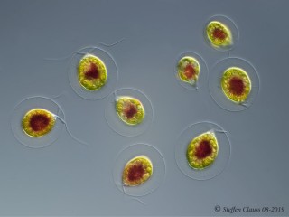 Haematococcus_p_DIC_4.jpg