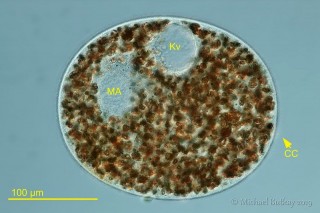 _I4A1530_Obertrumia aurea_CP.jpg