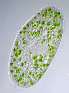 P.bursaria-2.jpg