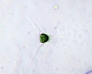 Treubaria triappendiculata 9.JPG
