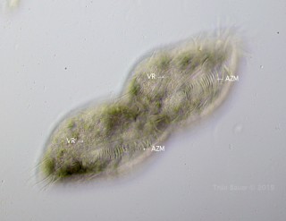 Gastrostyla-Mitosis-HF.jpg