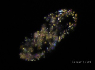 Gastrostyla-Mitosis-Pol.jpg