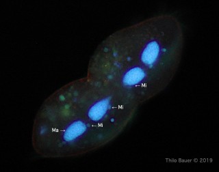 Gastrostyla-Mitosis-FL.jpg