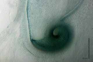 Stentor_coeruleus-2.jpg