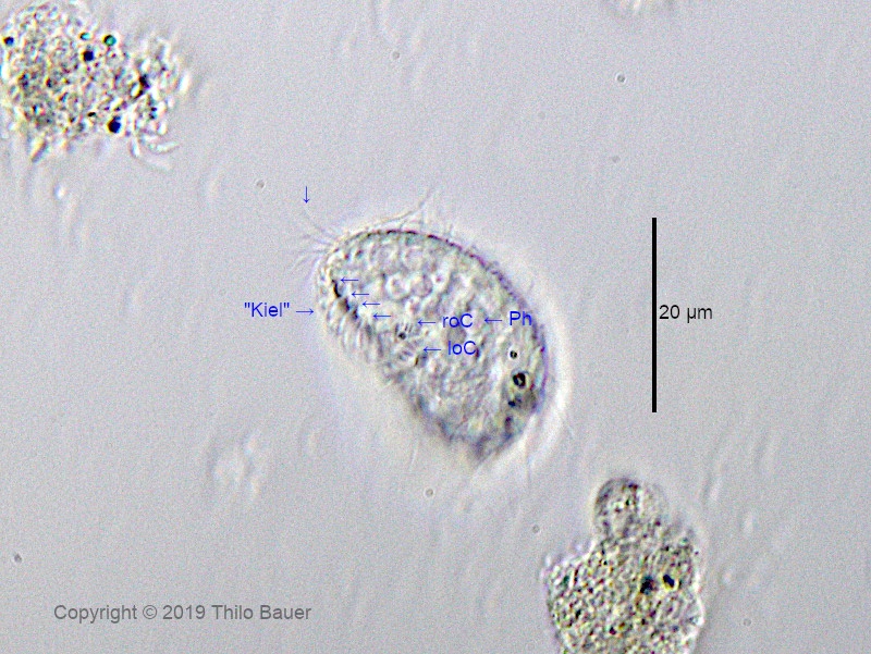 Details von Colpoda ecaudata