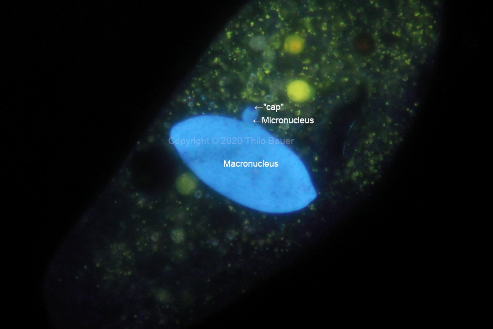 Bild 3: P. caudatum in Fluoreszenz: Doppelfärbung mit Ho342 und AO.