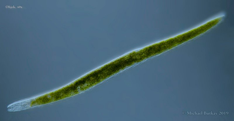 Bild 3_Spirostomum semivirescens_i4a5263.jpg