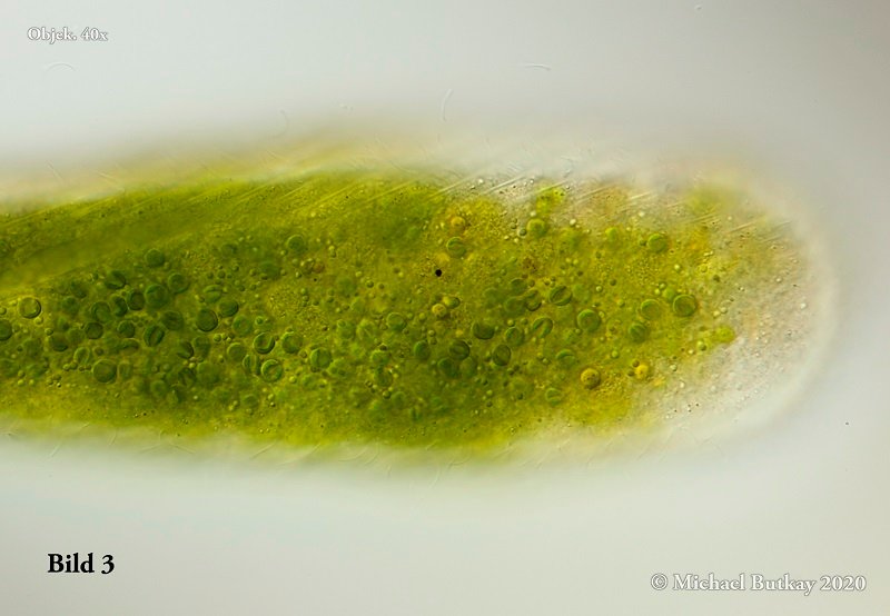 Bild 3a_Spirostomum semivirescens_i4a9543_05-04-2020b.jpg