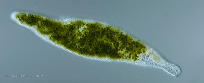 Bild 5_Spirostomum semivirescens_I4A9435.jpg