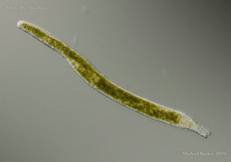 Bild 4_Spirostomum semivirescens_i4a9422.jpg