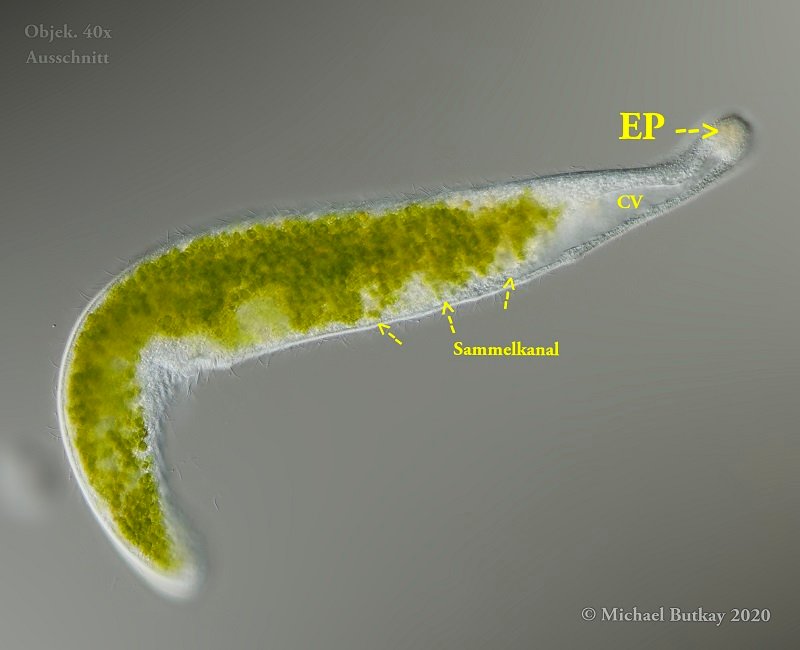 Bild 7a_Spirostomum semivirescens_I4A9521_05-04-2020b.jpg