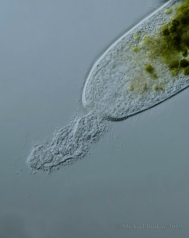 Bild 8_Spirostomum semivirescens_I4A9475.jpg
