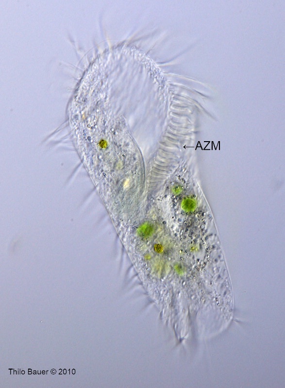 Stylonychia-HF-1.jpg
