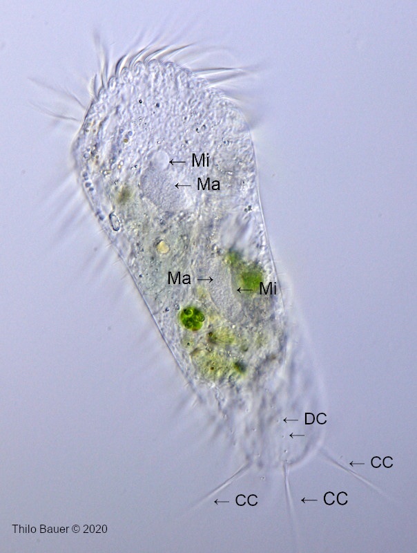 Stylonychia-HF-2.jpg