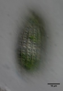 Coleps hirtus viriden