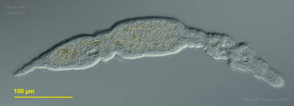 Catenula leptocephala- Fadenstrudelwurm mit Zooid (Tochtertier)