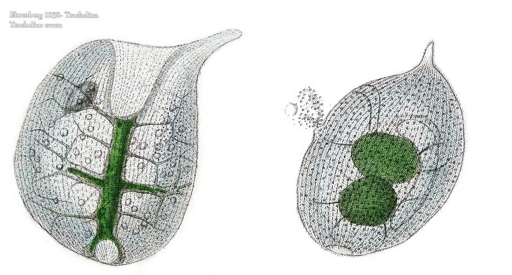 Ehrenberg 1838 – Trachelina