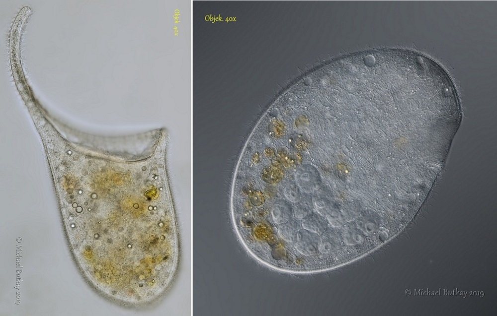 Paradileptus elephantinus wird gen mit Trachelius ovum verwechselt. Links mit, rechts ohne Vaselinefüßchen. Der Rüssel wird meist sofort amputiert.