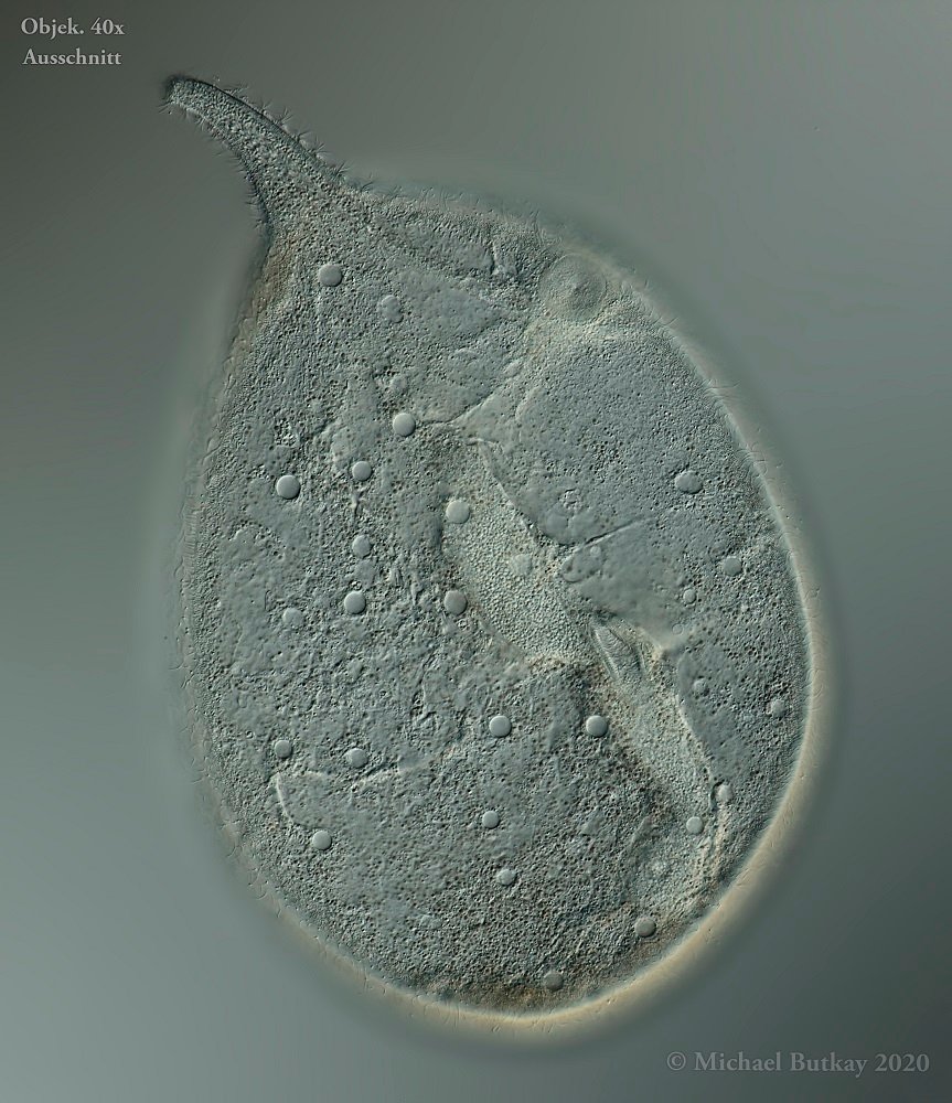 T. ovum mit seinem kurzen Rüssel und seinen vielen kleinen Vakuolen.