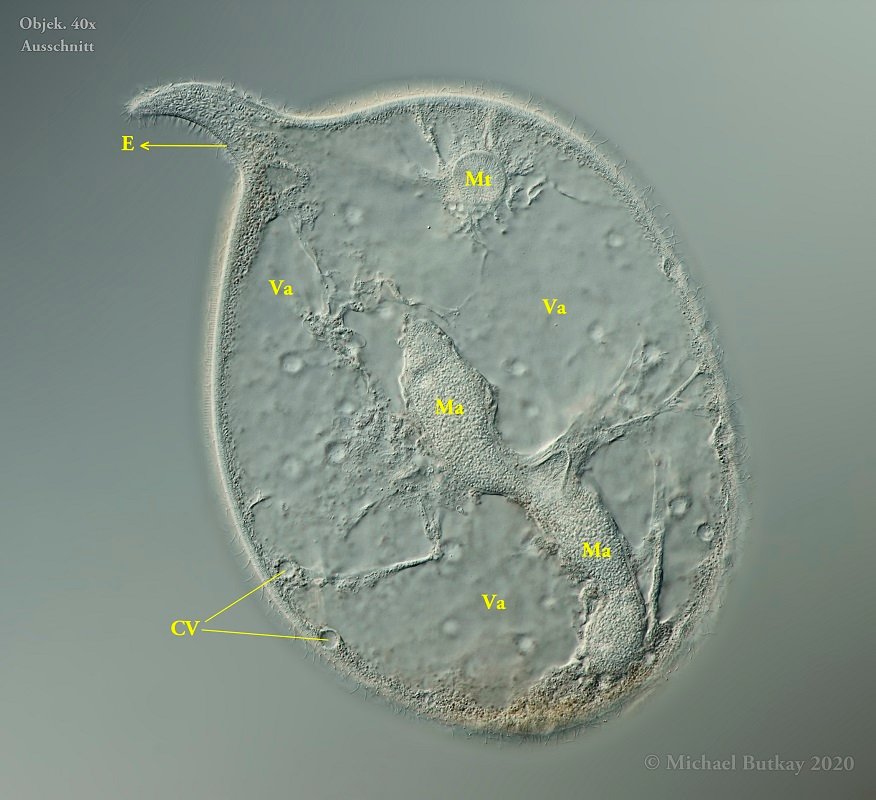 T. ovum mit seinen typischen Merkmalen: E = Extrusome (Toxicysten), cV = kontraktile Vakuole, Ma = Makronucleus, Mt = Mundtrichter, Va = Vakuolen.