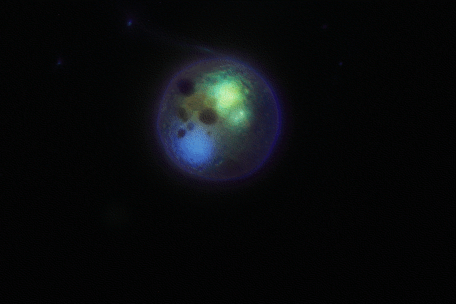 Prorodon verlässt seine Ruhezyste. Animation von Fluoreszenzaufnahmen.