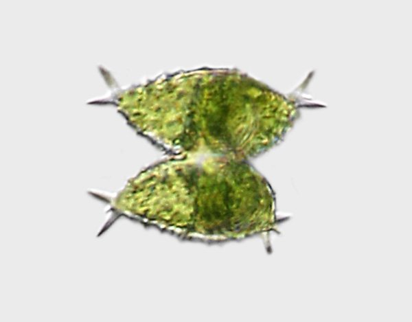staur.avicula.jpg