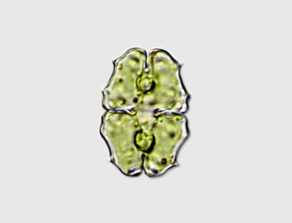 euastr.elegans1.jpg