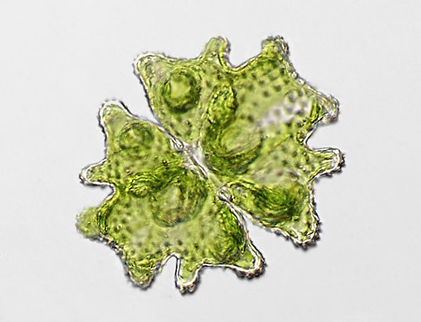 euastrum.verrucosum1.jpg