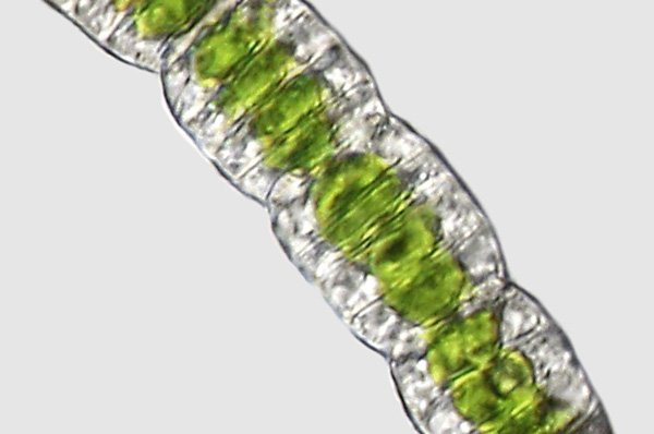 ulothrix.tenuissima1b.jpg