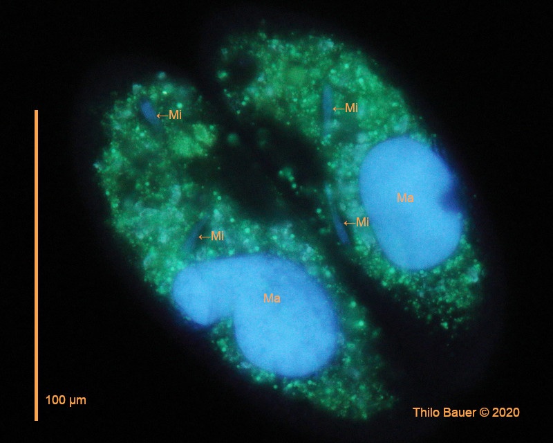 Paramecium-sp-conjugation.jpg