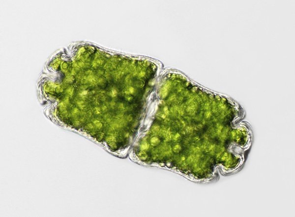 euastr.crassum1.jpg
