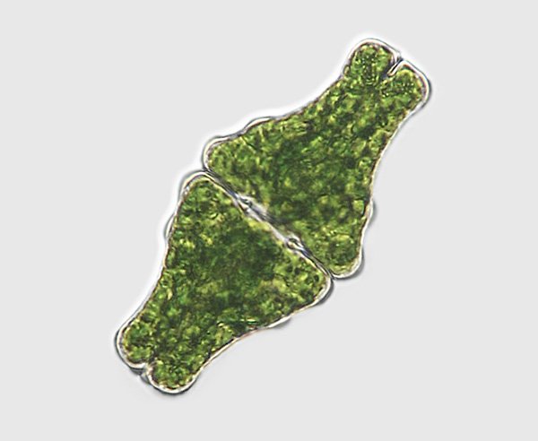 euatr.ansatum1.jpg