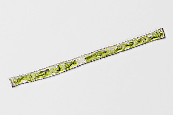 gonatoz.aculeatum1.jpg