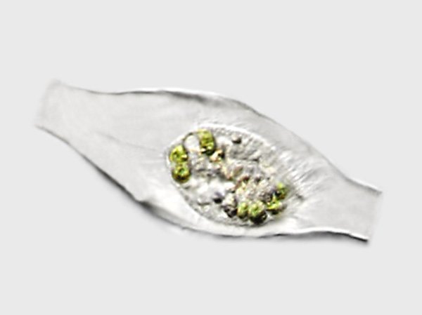 calyptotricha.pleuronemoides1.jpg