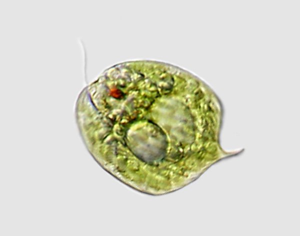phacus.orbicularis1.jpg