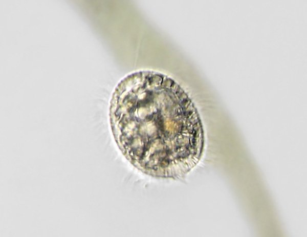 ciliat.p95.jpg