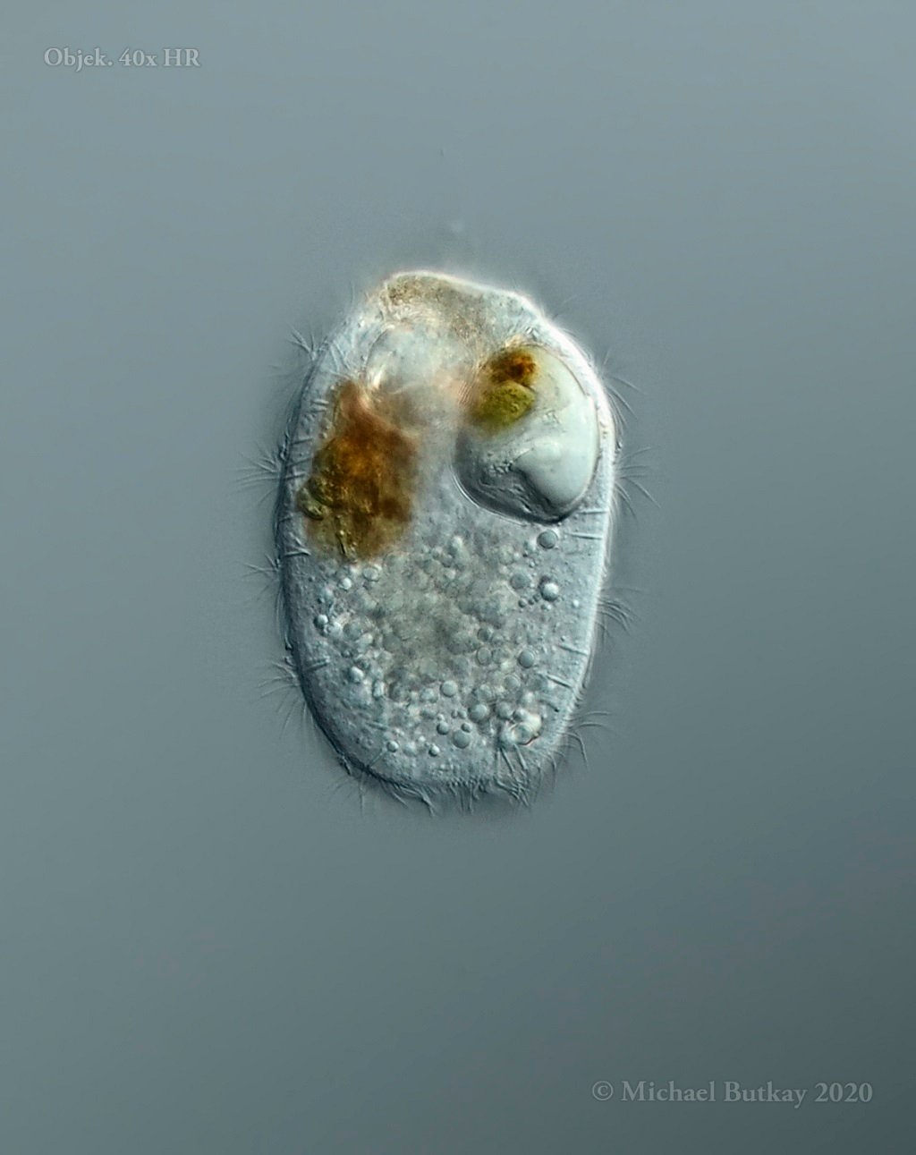 Urotrichia ohne Caudalcilie