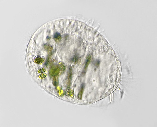 ciliat.p96a.jpg