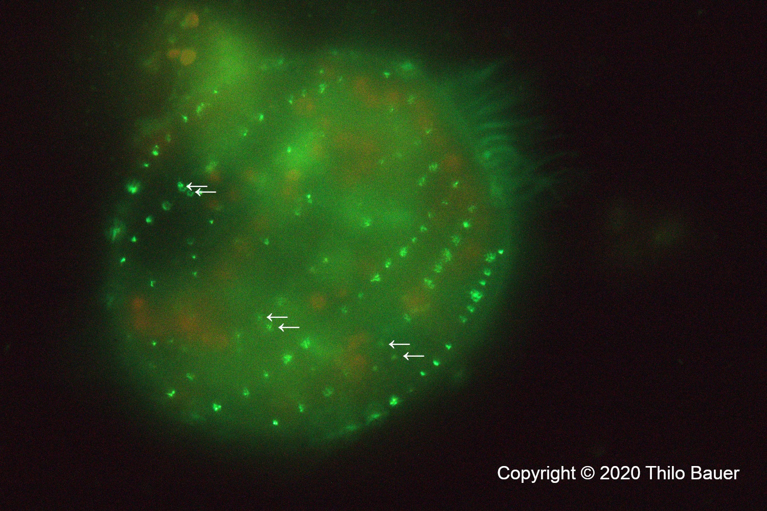 Euplotes-4cirri-6.jpg