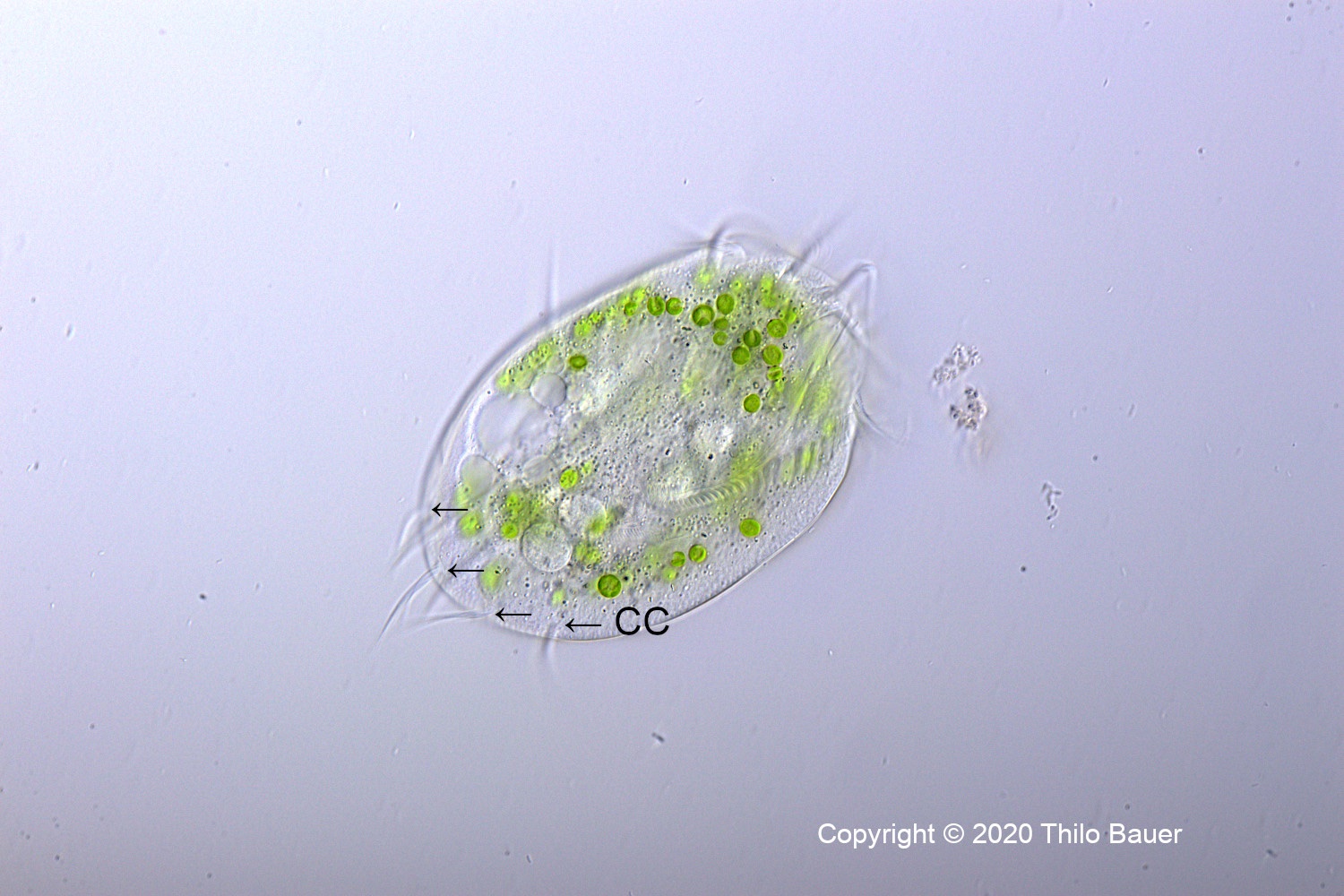 Euplotes-4cirri-0.jpg