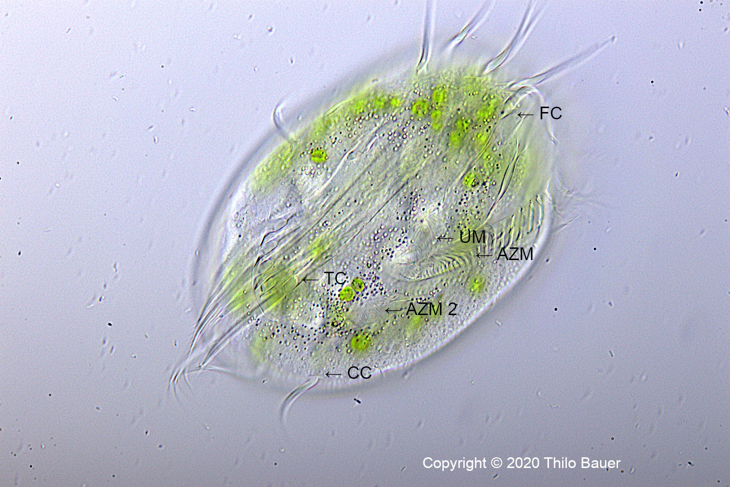 Euplotes-4cirri-1.jpg