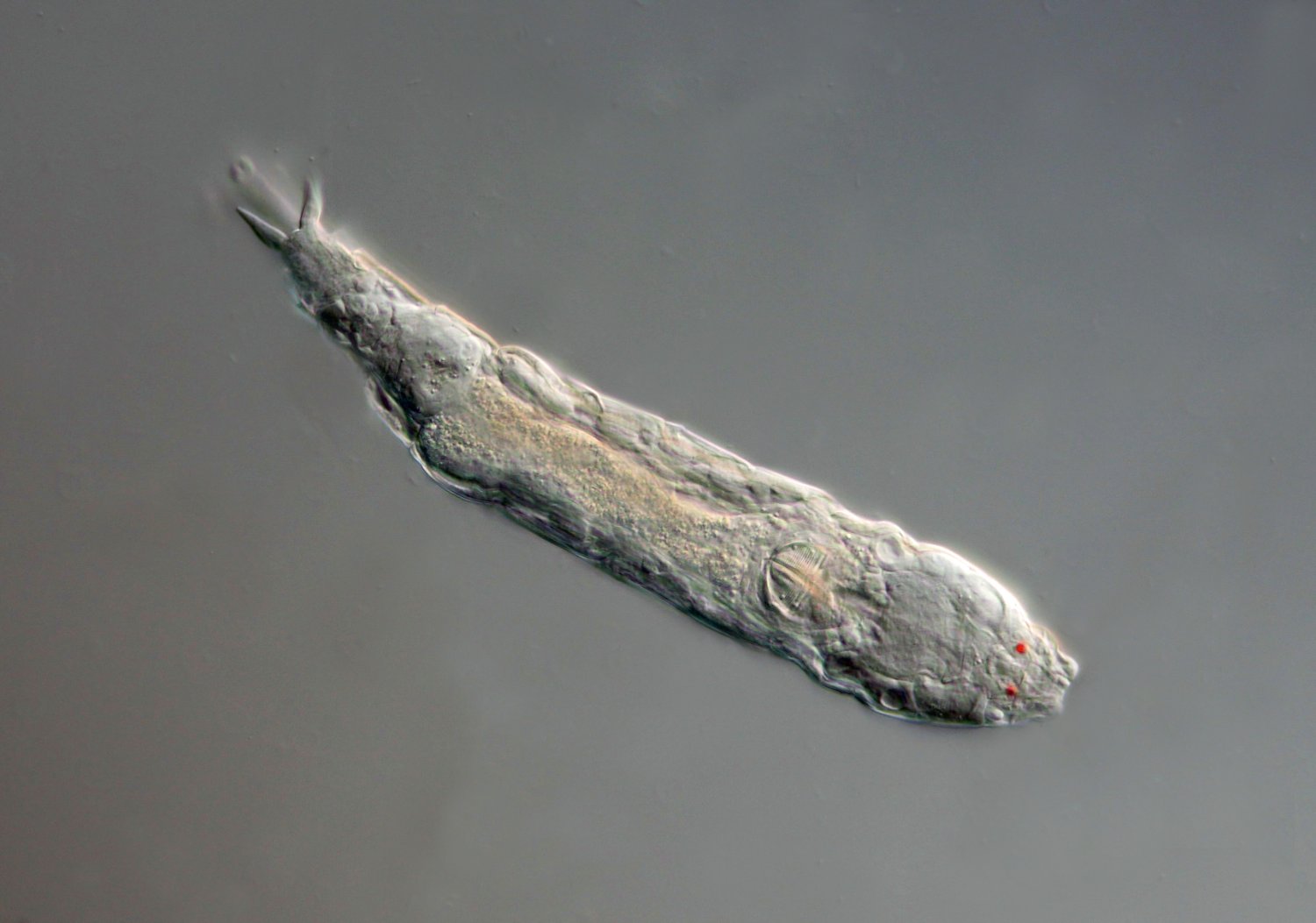 Dicranophorus evtl.jpg