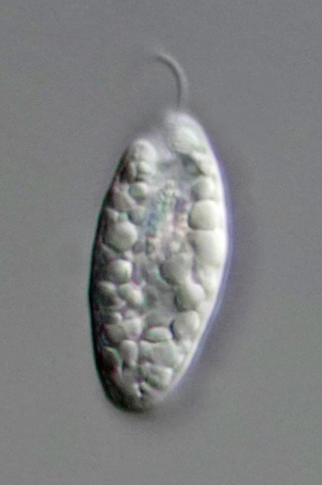 Rhabdomonas costata evtl.JPG