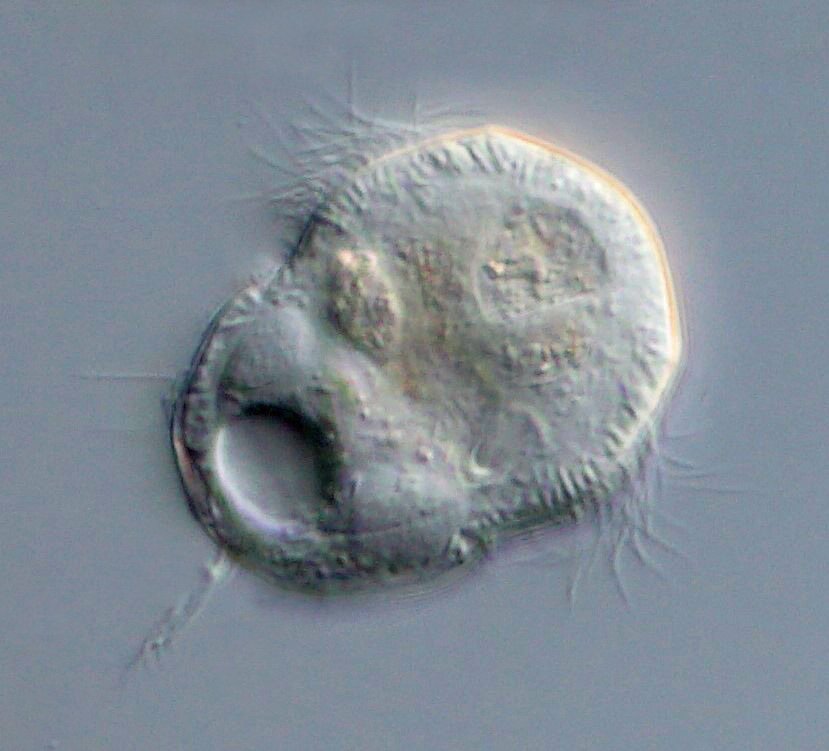 Urocentrum turbo .JPG