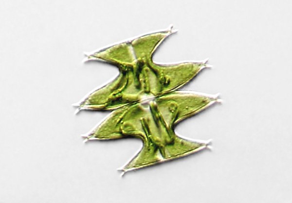 micrast.pinnatifida.lsm1.jpg